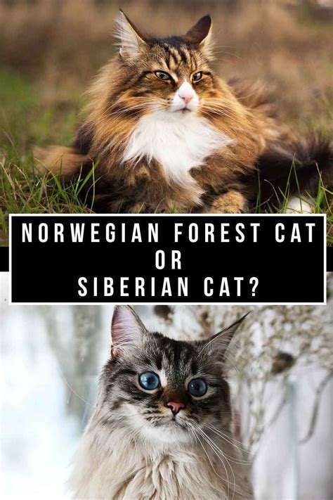 Norwegian Forest Cat Vs Siberian Cat Which To Bring Home Siberian