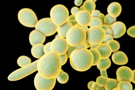 Deadly Drug Resistant Candida Yeast Infection Spreads In The Us New
