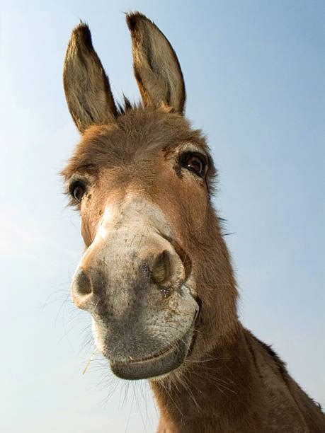 Royalty Free Donkey Pictures Images And Stock Photos Istock