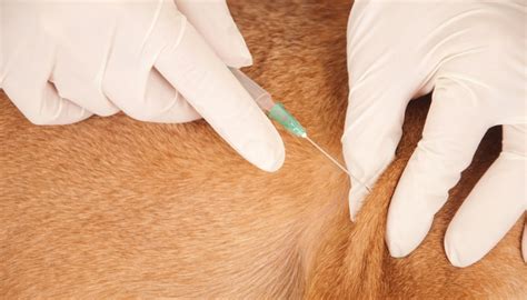Where To Inject Insulin Dog