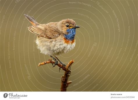 Bluethroat Ornithology A Royalty Free Stock Photo From Photocase