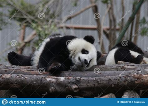 Sleeping Baby Panda In China Stock Photo Image Of Adorable
