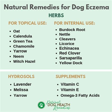 Dog Eczema Causes Symptoms And Natural Home Remedies
