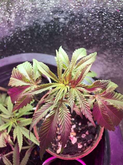 Mango Kush 4 Grow Diary Journal Week8 By Growgreengo Growdiaries