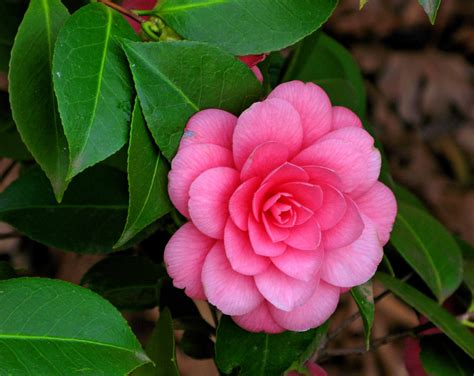 Top 10 Most Beautiful Camellia Flowers In The World Yabibo