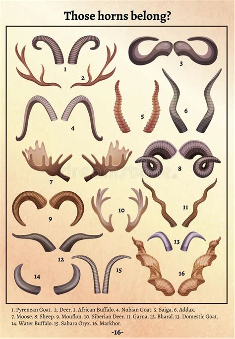 Horns Educational Retro Poster Stock Vector Illustration Of Bison