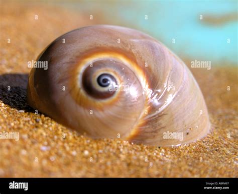 Large Spiral Sea Shell On A Sandy Beach Stock Photo Alamy