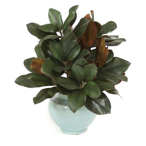 14 Hardy Houseplants That Will Survive The Winter Potted Trees Silk