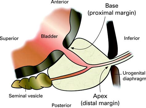 Anatomy Of The Prostate Gland