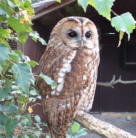 Screech Owl Sanctuary Access Cornwall