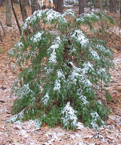 Using Georgia Native Plants Winter Weeds