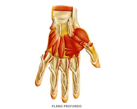 Láminas Interactivas Sistema Muscular Músculos De La Mano 1