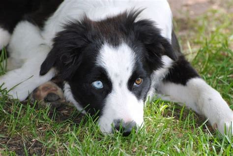Your Guide To The Amazing Border Collie Australian Shepherd Mix
