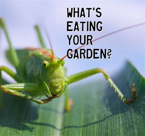 What Do Black Garden Ants Eat Tatham Feramplon