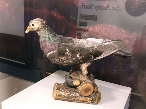 Meet The Hero Carrier Pigeon That Saved Us Troops During A Wwi Battle
