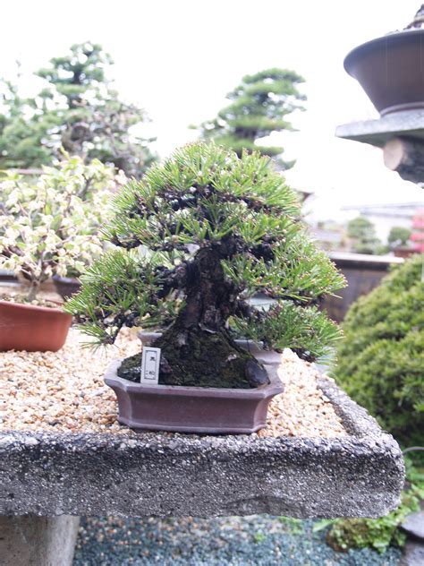 Very Nice Black Pine Shohin Garden Bonsai Tree Bonsai Tree Bonsai