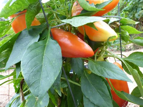 Feherozon Sweet Bell Pepper, 0.3 g : Southern Exposure Seed Exchange ...