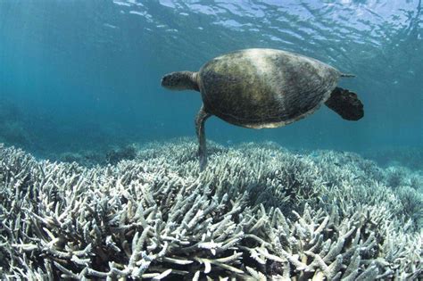 A Massive And Unprecedented Coral Bleaching Event May Finally Be Coming