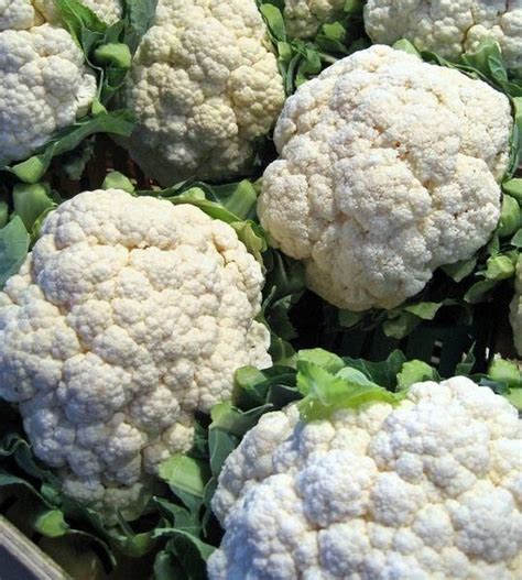 Cauliflower Snowball Self Blanching Ohio Heirloom Seeds Head Of