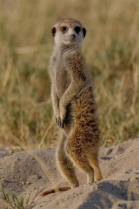 Meerkat Lookout Kalahari Desert 1397 X 2096 Oc Meerkat Animal