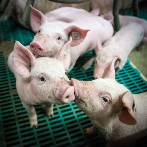 How To Start Pig Farming In Kenya Tips And Ideas Agri Farming