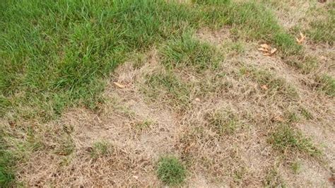 Check spelling or type a new query. What Causes Brown Spots in the Lawn: large brown patches | Lawn, Lawn problems, Brown spots