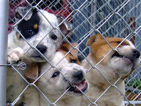 Maybe you would like to learn more about one of these? Ban on puppy mills could be at risk if Florida bill passes ...