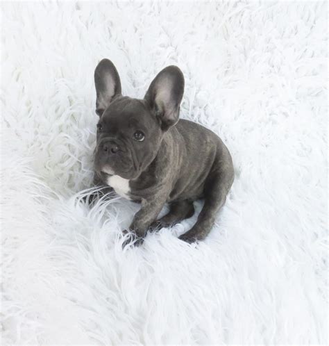 Find frenchie in dogs & puppies for rehoming | 🐶 find dogs and puppies locally for sale or adoption in toronto (gta) : Blue French Bulldog Puppies for Sale - Breeding Blue ...
