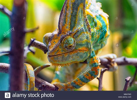 Chameleon Cute Stock Photos And Chameleon Cute Stock Images