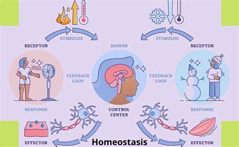 Homeostasis Definition Objectives Examples Importance And Levels Of