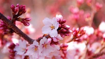 Sakura Blossom Cherry Flowers Wallpapers Spring Flower