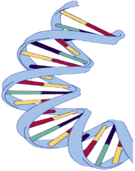 Download Dna Structure Clipart Wikipedia Dna Structure Of A Banana