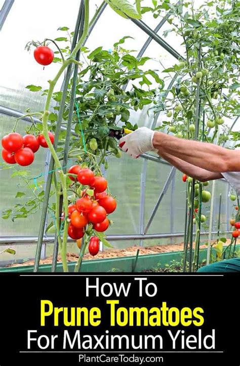 Pruning Tomato Plants How To Prune Tomatoes For Maximum Yield In 2020