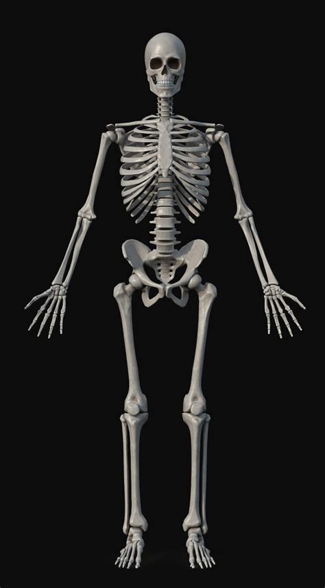 Human Skeleton On Artstation At Artwork