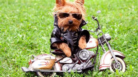 Cool dog style on the motorcycle - Funny brown puppy