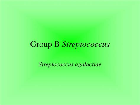 Ppt Group B Streptococcus Powerpoint Presentation Free Download Id 211358