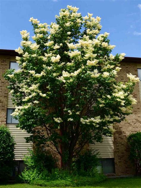 Lilac Tree for sale in UK | 26 second-hand Lilac Trees