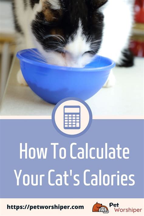 Cat Calorie Calculator How Much Cat Food Does Your Kitten Need Cat