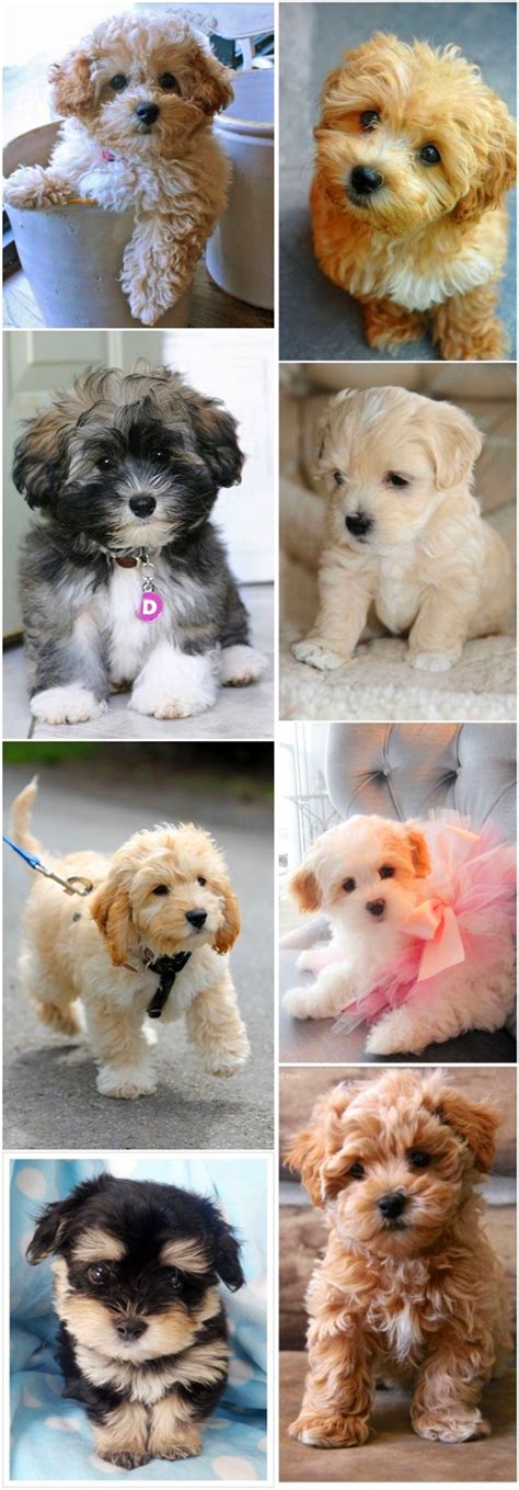 Top 15 Cutest Small Dog Breeds Fallinpets