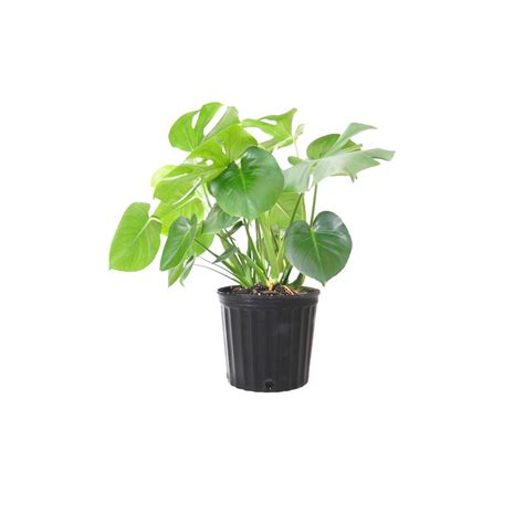 The leaves of swiss cheese plant are poisonous and can cause severe burning in the mouth if eaten. Philodendron Monstera Swiss Cheese Multi-stem Plant in 9 ...
