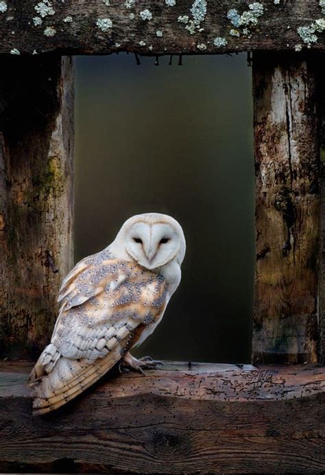 Barn Owl Photograph Alamy Barn Owl Images
