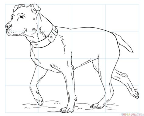 How To Draw A Pitbull Step By Step Drawing Tutorials