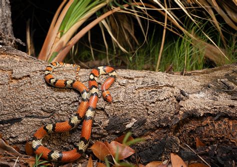 Florida Scarlet Snake Florida Everglades Joe Tetrault Flickr