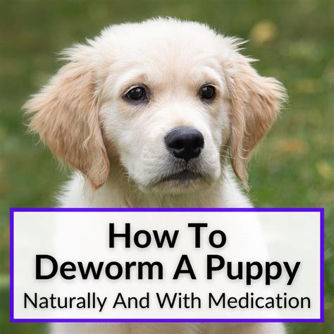 How To Deworm A Puppy Naturally And With Medication