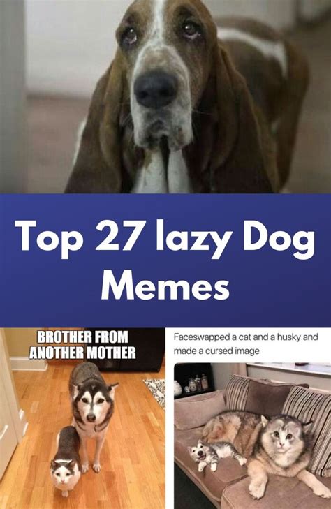 Meme Dog Meme Wall