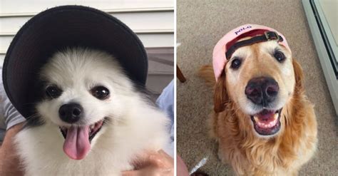 10 Doggos Wearing Hats To Put A Smile On Your Face If Youre Having A