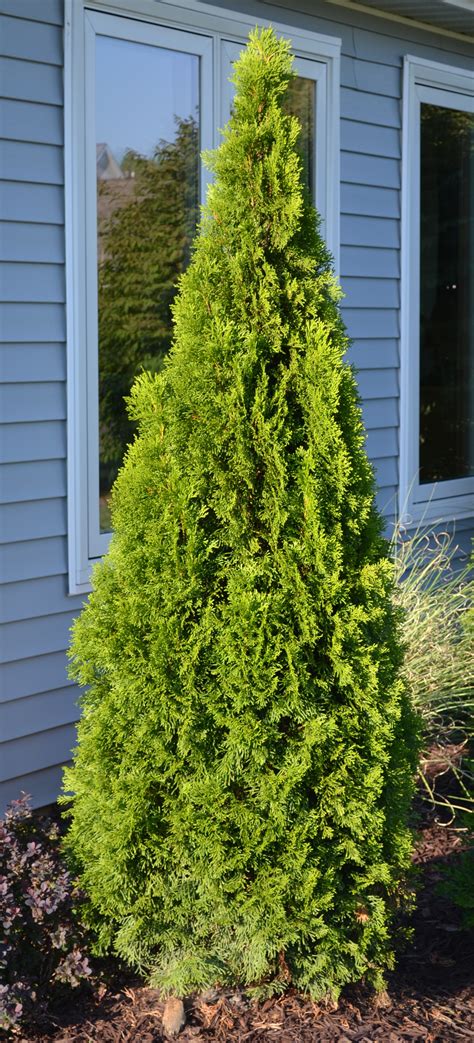 Emerald Green Arborvitae Spacing For Privacy 2 Interesting Facts