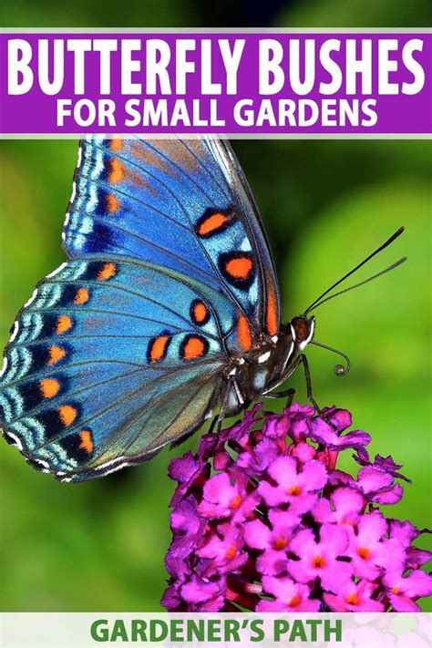 And are the most common butterfly you can find around here. Best 6 Perennial Bushes to Attract Butterflies | Butterfly ...