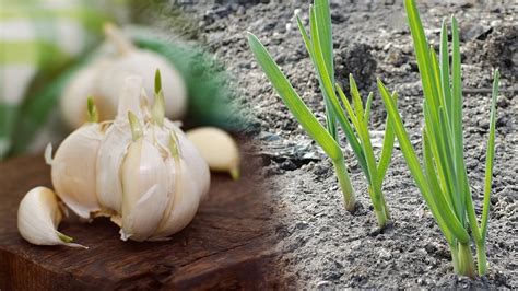 How To Plant Garlic At Home Youtube