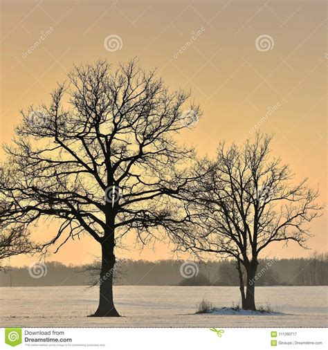 Trees Silhouettes Winter Sunset Stock Image Image Of Creativity